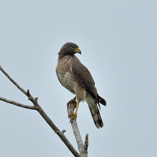 Wegbuizerd